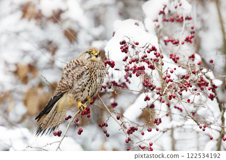 Common Kestrel (Falco tinnunculus) perched in a snowy bush in winter, searching for prey. Czech republic Common Kestrel (Falco tinnunculus) perched in a snowy bush in winter, searching for prey. Czech republic 122534192