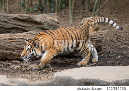 Amur tiger cub with stealth legs Amur tiger cub with stealth legs 122534260