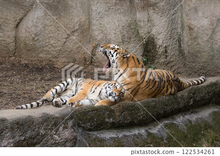Amur tiger mother yawns next to her cub Amur tiger mother yawns next to her cub 122534261