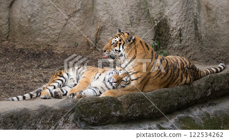 Friendly Amur tiger parents and cub 122534262