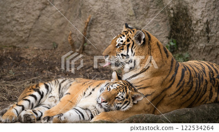 友善的東北虎父母與幼崽 友善的東北虎父母與幼崽 122534264