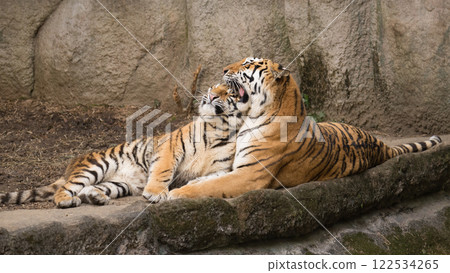 Friendly Amur tiger parents and cub Friendly Amur tiger parents and cub 122534265