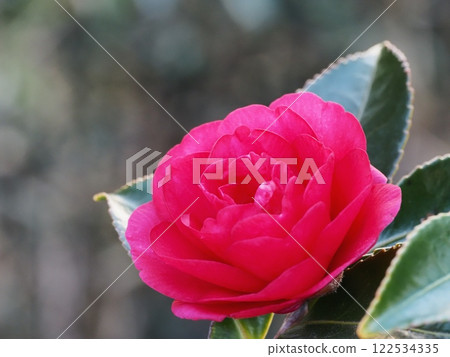 Sasanqua花 Sasanqua花 122534335