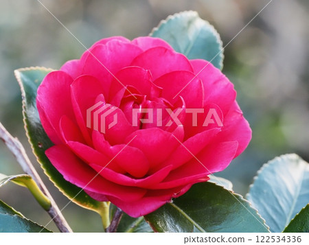 Sasanqua花 122534336