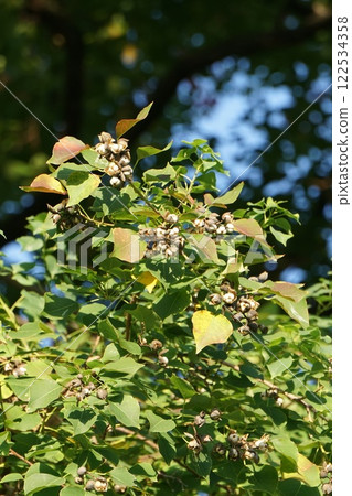 烏桕，2024年11月 122534358