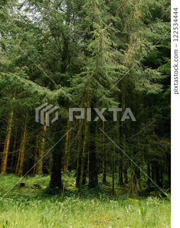 A dense forest of tall, green trees. Sunlight filters through the foliage, illuminating the undergrowth. A calm and serene atmosphere invites exploration. A dense forest of tall, green trees. Sunlight filters through the foliage, illuminating the undergrowth. A calm and serene atmosphere invites exploration. 122534444
