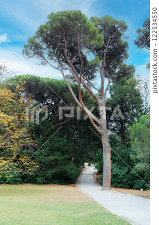 A tree with a trunk that is bent and has a few branches A tree with a trunk that is bent and has a few branches 122534550