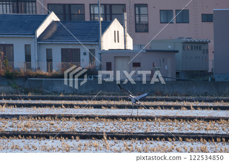 一隻迷路的鶴落在稻田裡 一隻迷路的鶴落在稻田裡 122534850