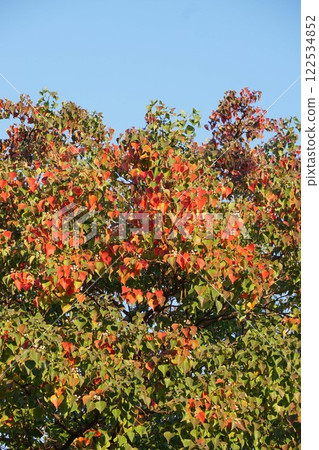 The leaves of Chinese tallow tree are turning red and the gradation is beautiful. The leaves of Chinese tallow tree are turning red and the gradation is beautiful. 122534852