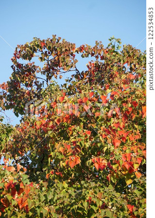 The leaves of Chinese tallow tree are turning red and the gradation is beautiful. The leaves of Chinese tallow tree are turning red and the gradation is beautiful. 122534853