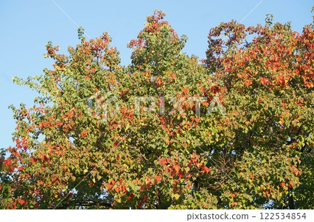 The leaves of Chinese tallow tree are turning red and the gradation is beautiful. 122534854