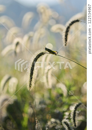 Macro photography of grass and grasshoppers in a field shining with morning dew 122534967