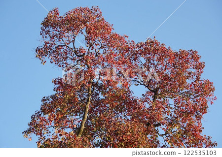 烏桕樹葉和爆開的果實,2024年11月 烏桕樹葉和爆開的果實,2024年11月 122535103