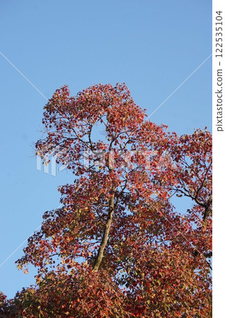 Chinese tallow tree leaves and popped fruit, November 2024 Chinese tallow tree leaves and popped fruit, November 2024 122535104