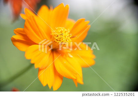 A super macro photo of an orange Cosmos sulphureus. Blurry green background. Close-up view of stamen 122535201