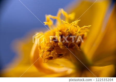 A super macro photo of a yellow Cosmos sulphureus from Luzon, Philippines. Close-up view of stamen A super macro photo of a yellow Cosmos sulphureus from Luzon, Philippines. Close-up view of stamen 122535204