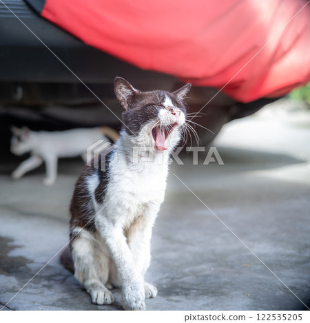 A black and white makes a funny face while yarning. Selective focus A black and white makes a funny face while yarning. Selective focus 122535205