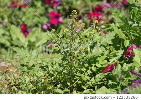 Scarlet burdock flower 122535260