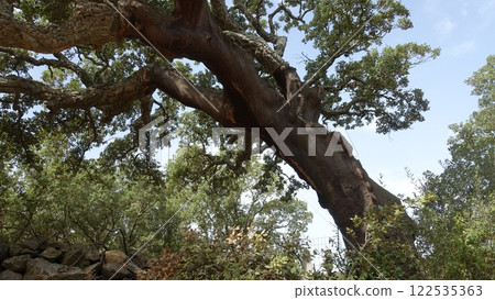 Glimpse of a large cork oak tree. 122535363