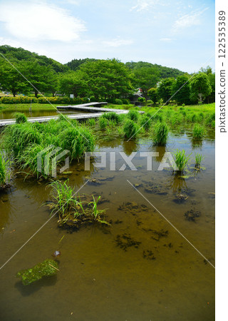 Itsukushima Wetlands Park, where fresh water springs forth Itsukushima Wetlands Park, where fresh water springs forth 122535389
