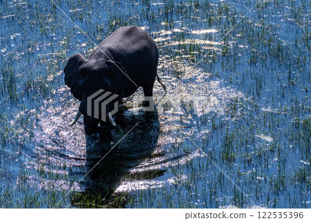 Aerial View of an African Elephant 122535396