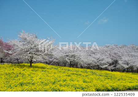櫻花和油菜田 122535409