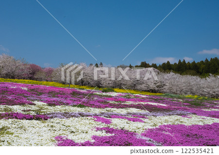 櫻花和福祿考花田 櫻花和福祿考花田 122535421