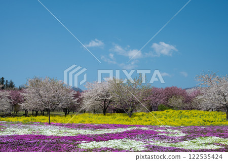 Cherry blossoms and moss phlox fields Cherry blossoms and moss phlox fields 122535424