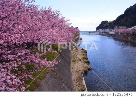 Kawazu cherry tree in early bloom 122535475