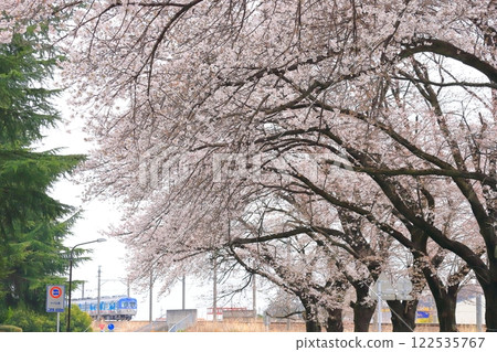 上毛電鐵“從桐生棒球場前的櫻花樹後面看到的火車” 122535767