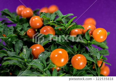 Vibrant Orange Jerusalem cherry Berries on purple background 122535818