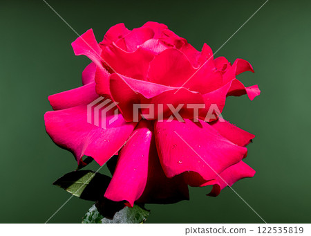 Beautiful Red Rose on green Background 122535819