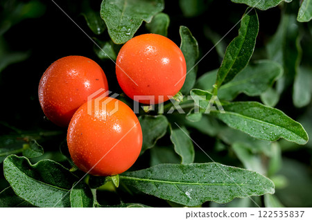 Vibrant Orange Jerusalem cherry Berries on black background Vibrant Orange Jerusalem cherry Berries on black background 122535837