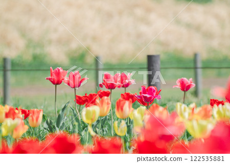 鬱金香田裡的色彩艷麗的鬱金香 鬱金香田裡的色彩艷麗的鬱金香 122535881