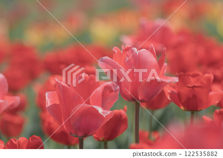 鬱金香田裡的色彩艷麗的鬱金香 122535882