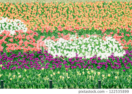 Colorful tulips in a tulip field 122535899