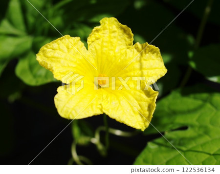 黃色苦瓜花 黃色苦瓜花 122536134