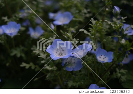 藍色粉蝶 藍色粉蝶 122536283