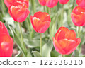 Red tulip 122536310