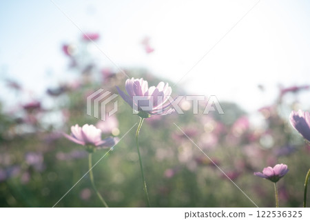 Cosmos Cosmos 122536325