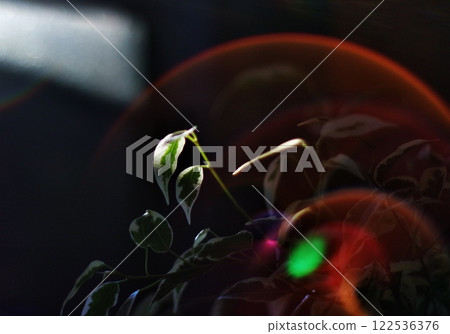 日落和本傑明 122536376