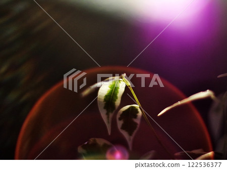 幽靈本傑明 幽靈本傑明 122536377