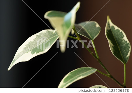 柔和星光 122536378