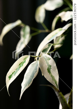 白色本傑明 白色本傑明 122536379