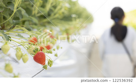 享受草莓狩獵的女孩 122536392