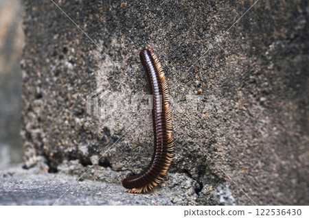 Brown insect millipede diplopoda centipede in nature in Asia closeup 122536430