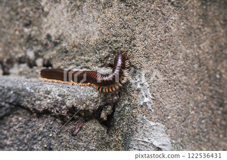 Brown insect millipede diplopoda centipede in nature in Asia closeup Brown insect millipede diplopoda centipede in nature in Asia closeup 122536431