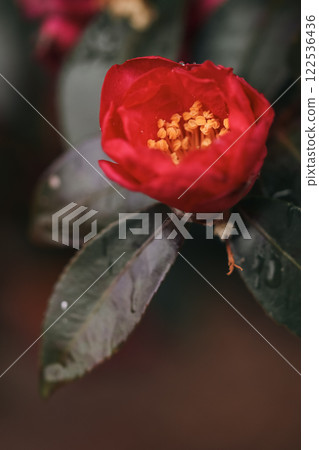 Camellia 122536436