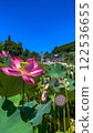 夏日清晨，蓮花盛開。田園荷花池 122536655