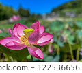 夏日清晨，蓮花盛開。田園荷花池 122536656